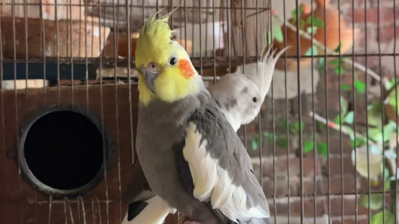 Our Cockatiel’s Baby Has Finally Hatched! 🐣💛