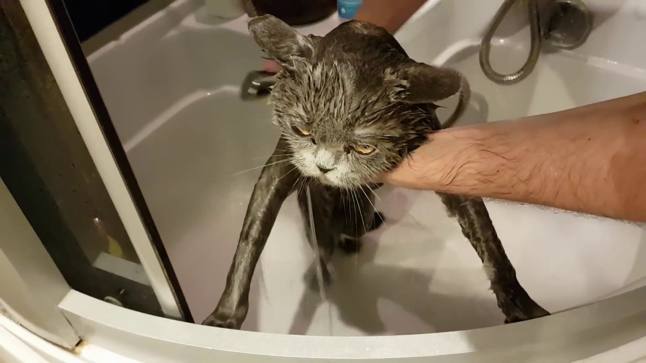 Как купать кошку