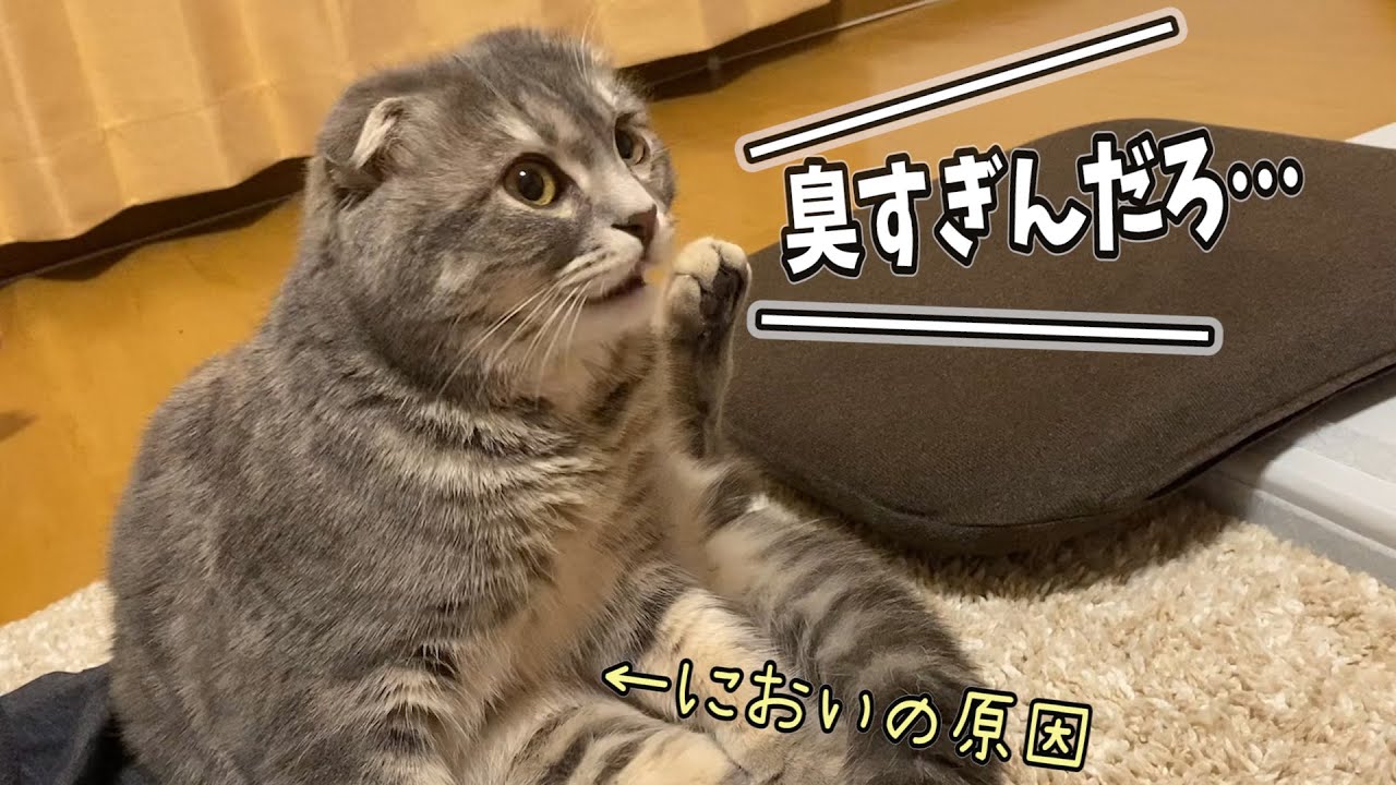あまりの臭さにフレーメンを発動してしまった猫…