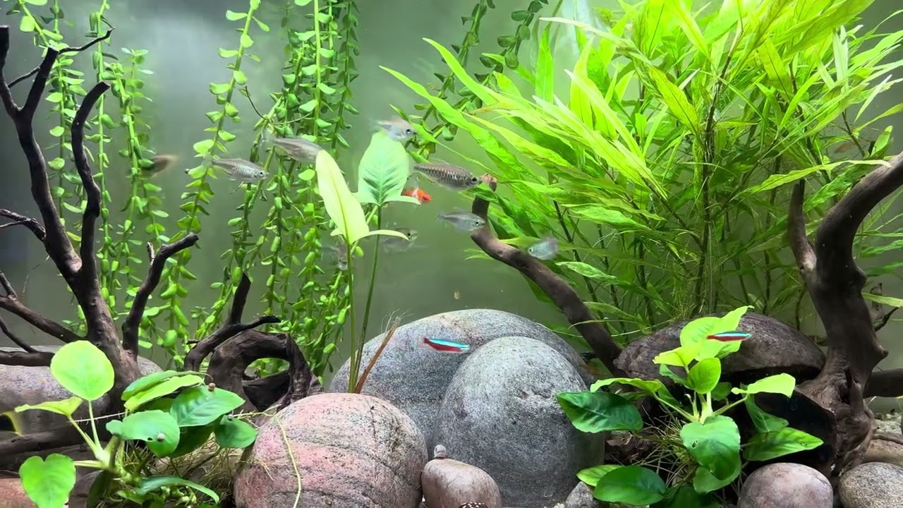 Angelfish-Congo tetra-swordtails 