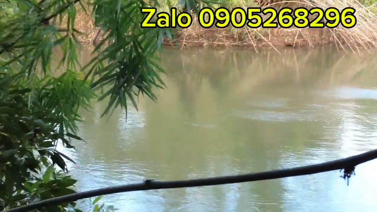 1 ha điều lớn ôm mấy trăm mét suối giá hạt rẻ chỉ 100tr hết đất 