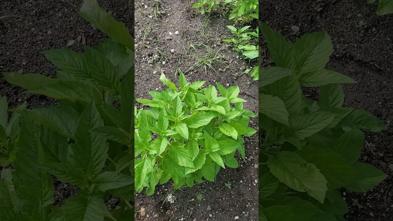 Growing Black Sesame seeds