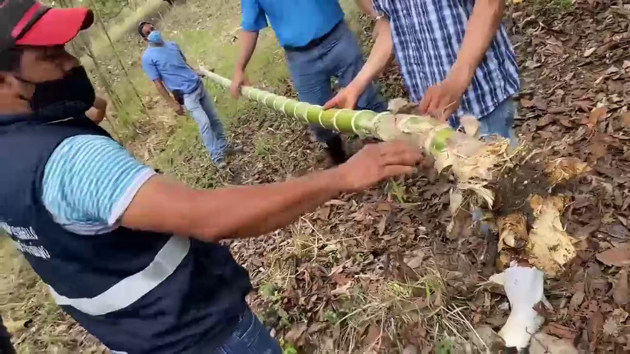 Siembra de caña guadua en Ganaderia Regenerativa