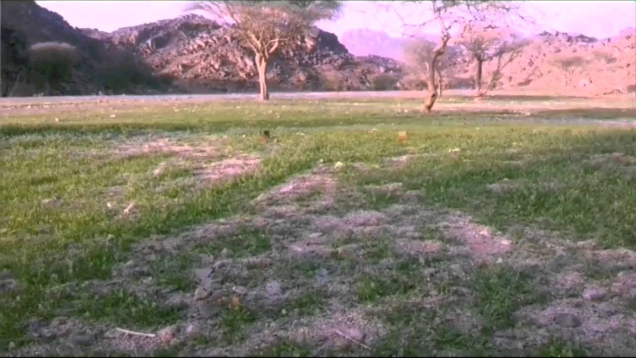 ربيع النجف شمال ينبع 1437/2/14 تصوير ابو وسيم