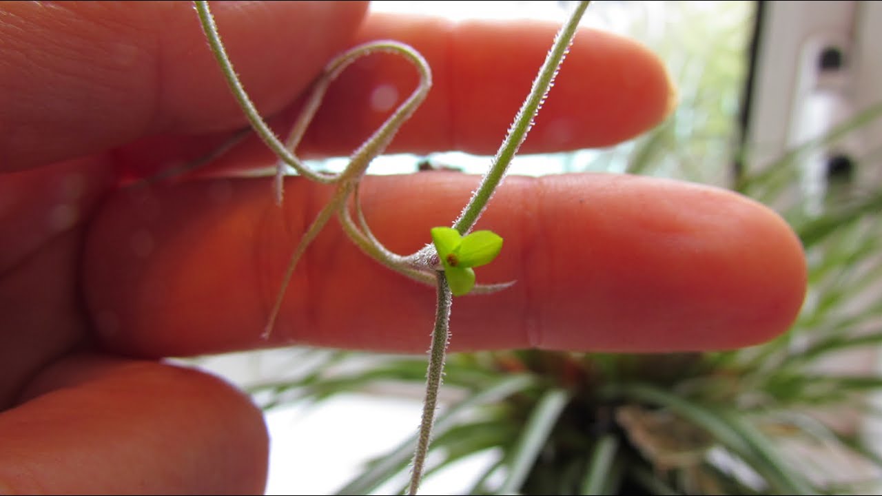Spanish moss - Tillandsia usneoides in Flower.