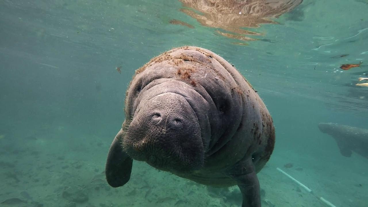 Florida, faccia a faccia con il lamantino: la straordinaria nuotata del sub