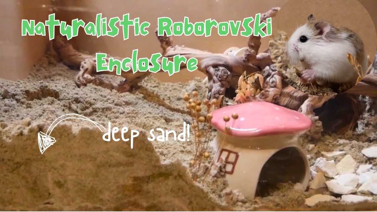 Setting up a naturalistic roborovski hamster enclosure