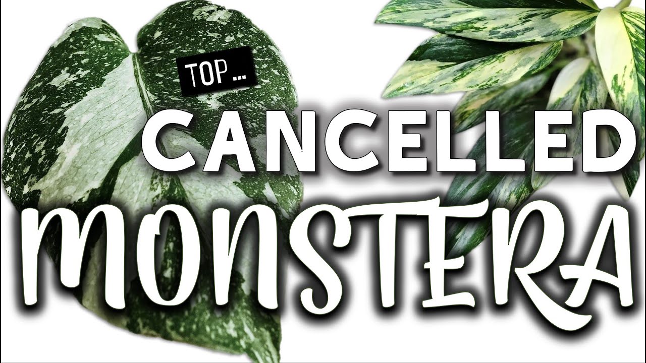 Cancelled Monstera | Victims of the Downfall of a Rare Plant CRAZE