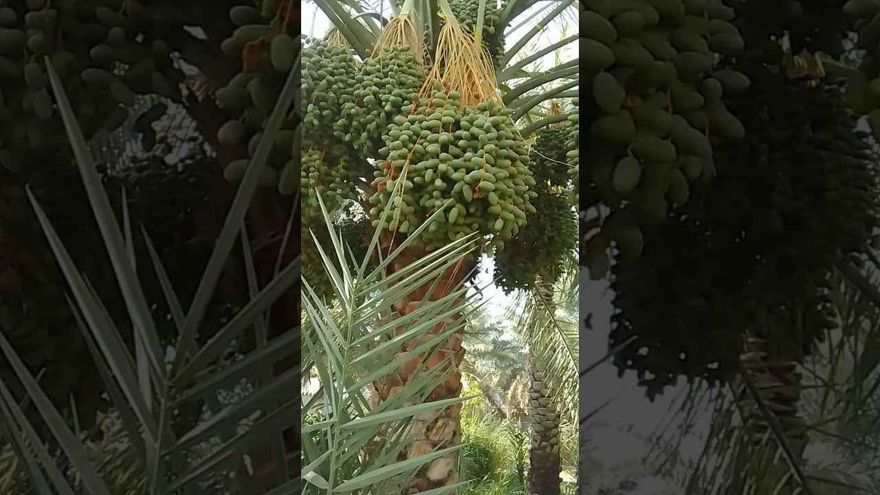 what  do you call this fruit on your language!!!#tende inswahili#dates