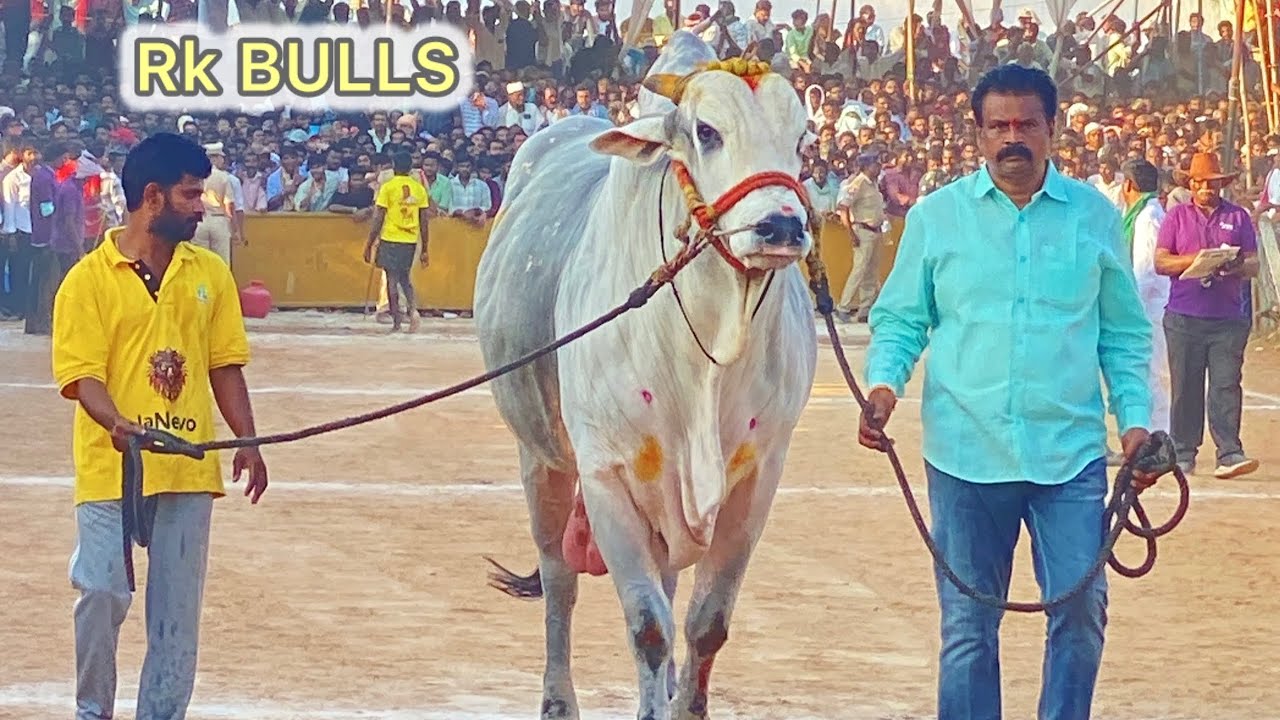 💥RK BULLS 💥