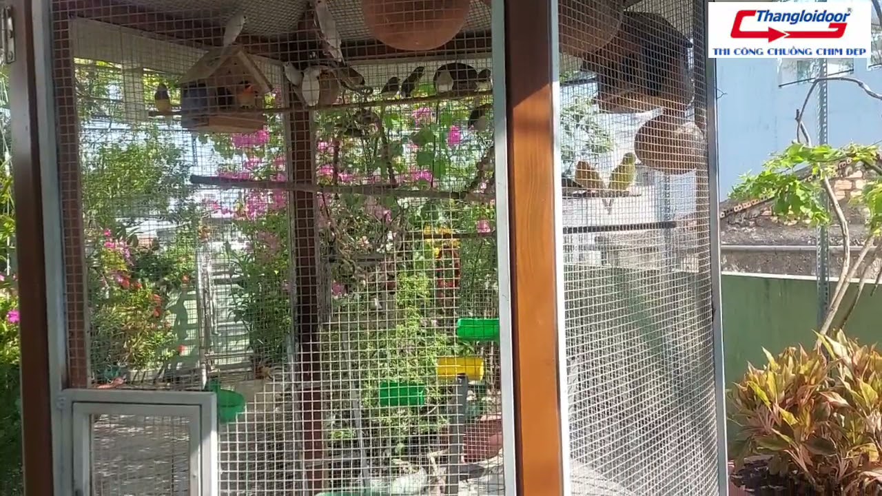 Aviary trên sân thượng, avi đẹp trên sân thượng