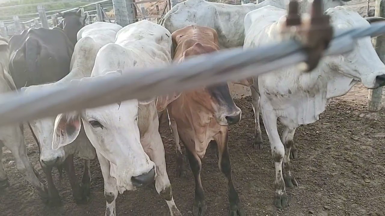 FEIRA DO GADO EM CIPÓ BA,SÓ O LUXO 18/2/26