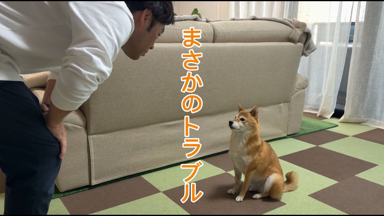 【トラブル】昨晩福ちゃんに思わぬトラブルが起きました