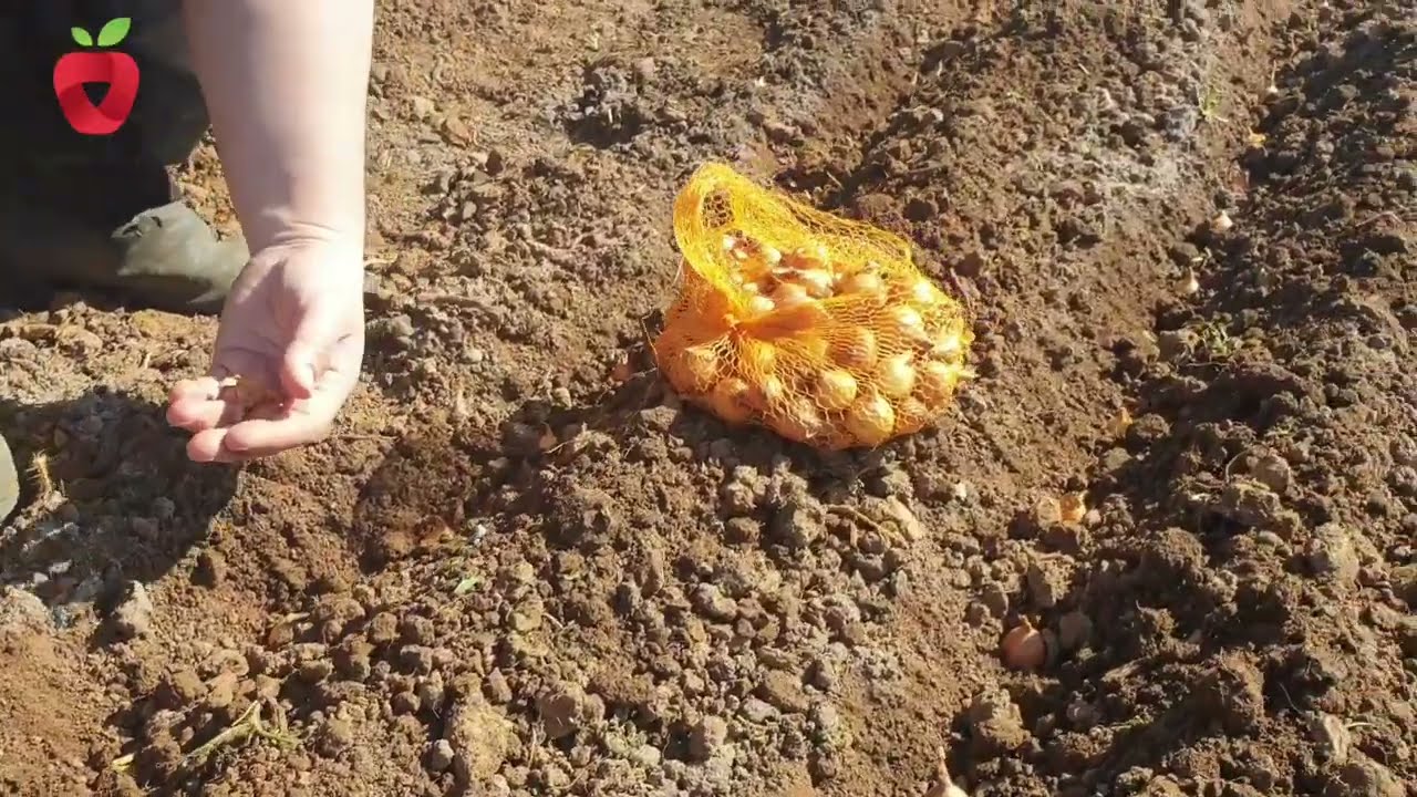 Весенняя посадка красного лука
