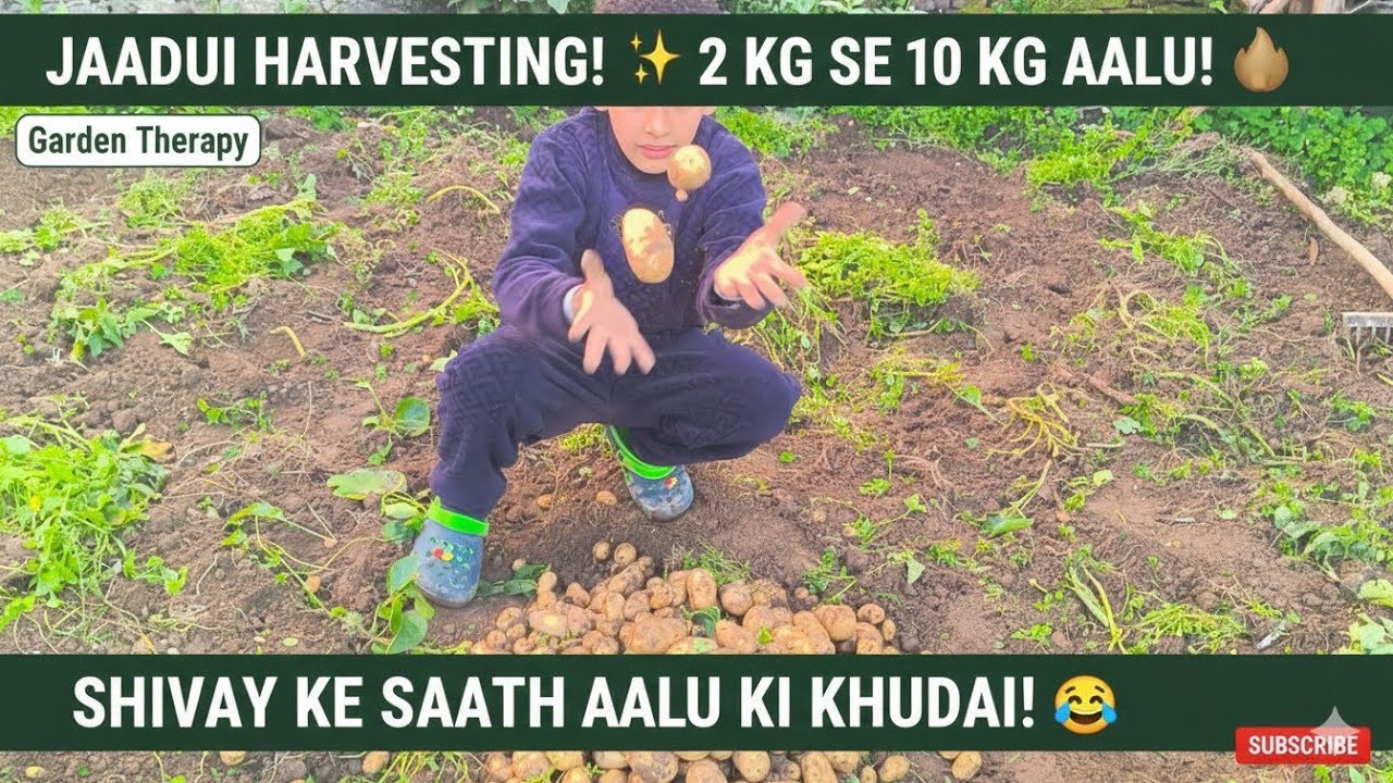 2 kg लगाने से मिले 10 kg आलू! 🥔 शिवाय के साथ आलू की हार्वेस्टिंग Part-2| #GardenTherapyofficial 🌿 