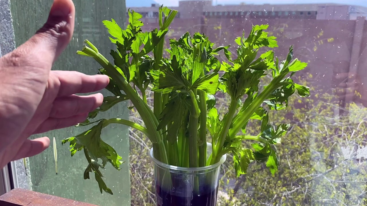 Transporte de agua en Xilema