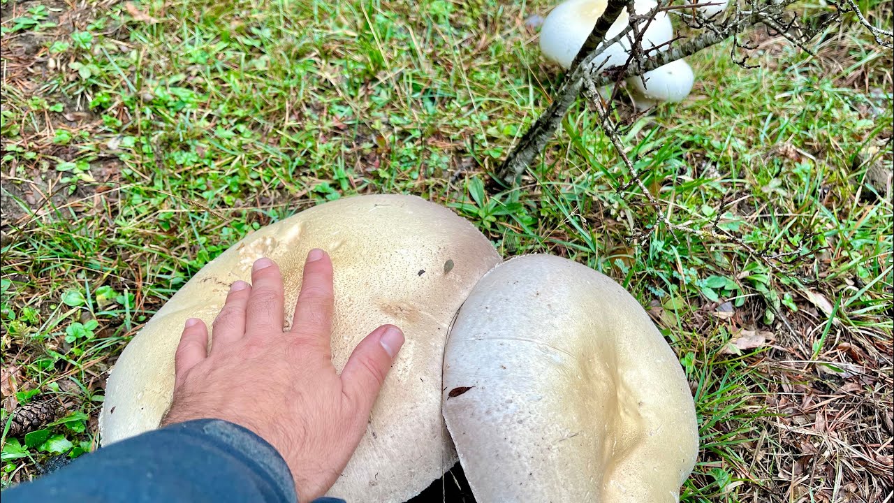 CHAMPIÑON GIGANTE , Bola de Nieve. Agaricus Arvensis. Septiembre 2024