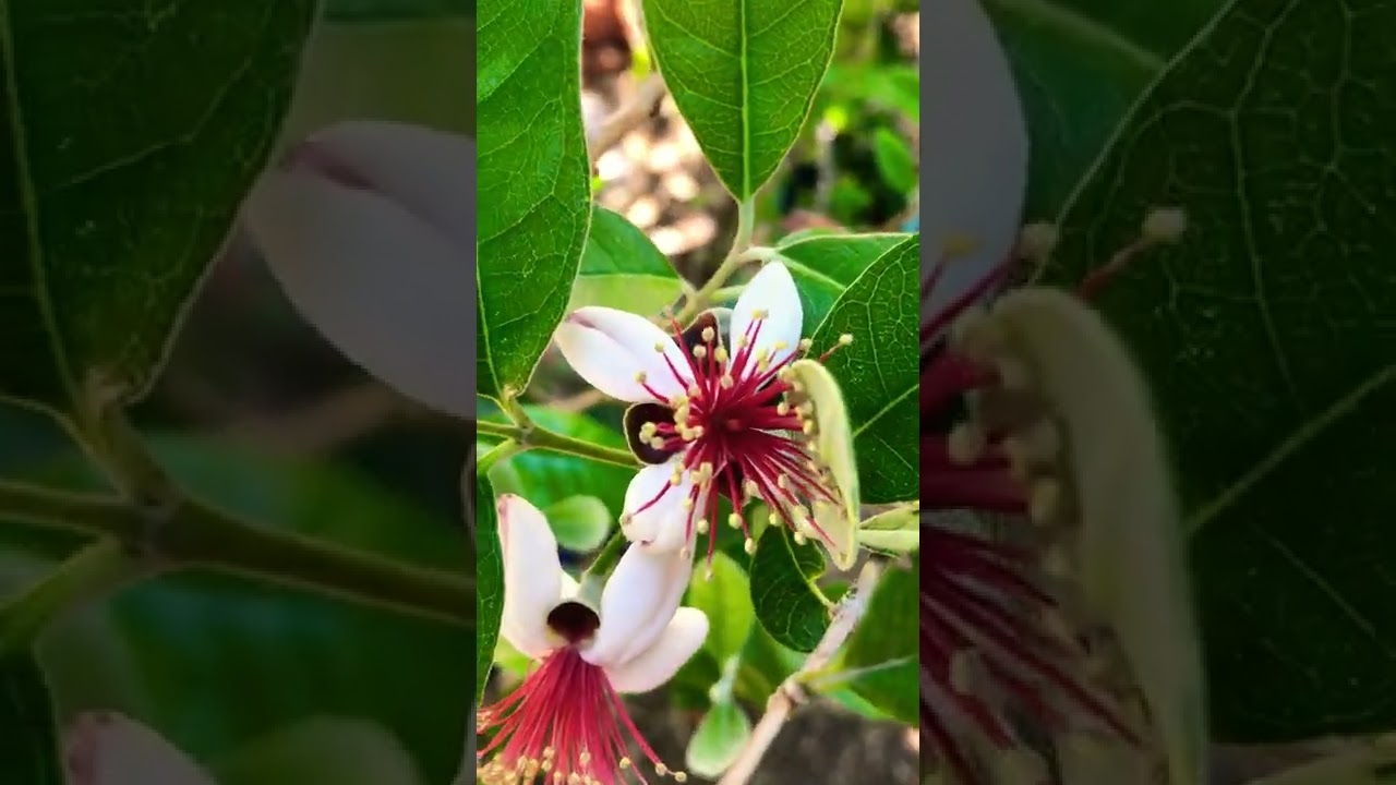 Pineapple guava blooming #asmr #shorts #livinginarizona #backyard #growing #garden #fruit #guava