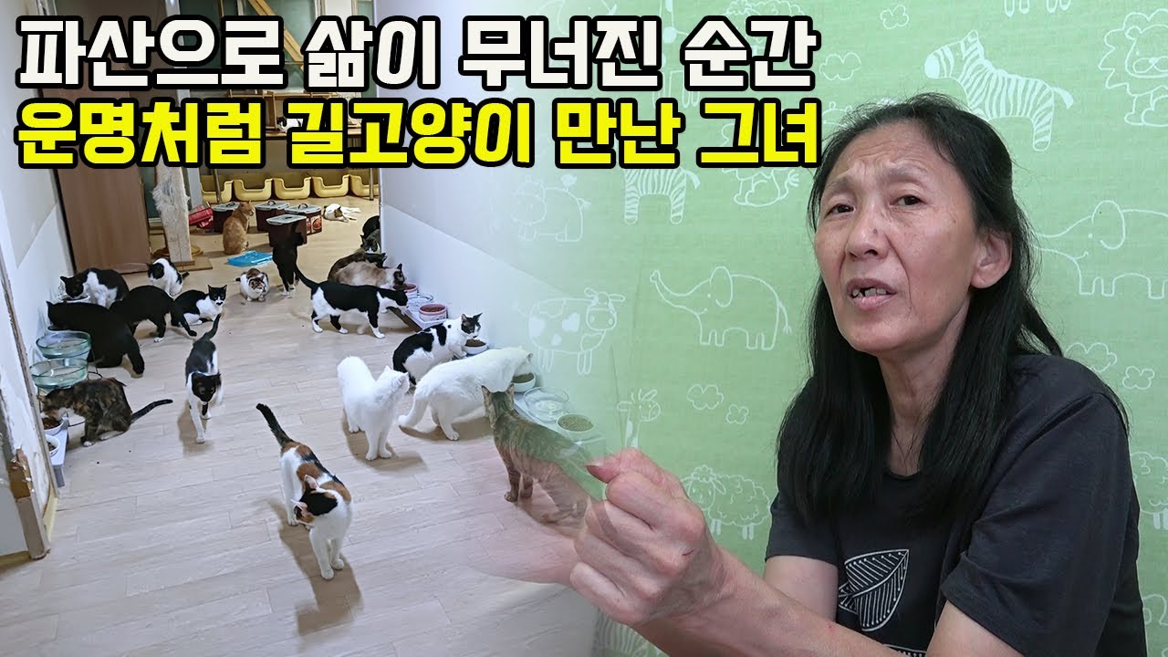 학원 운영했던 잘 나가던 수학선생님은 왜 골다골증 걸리면서까지 100마리 고양이 돌볼까?