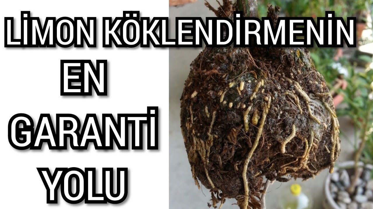 Altı Ayda Köklendir, Meyvesini Topla