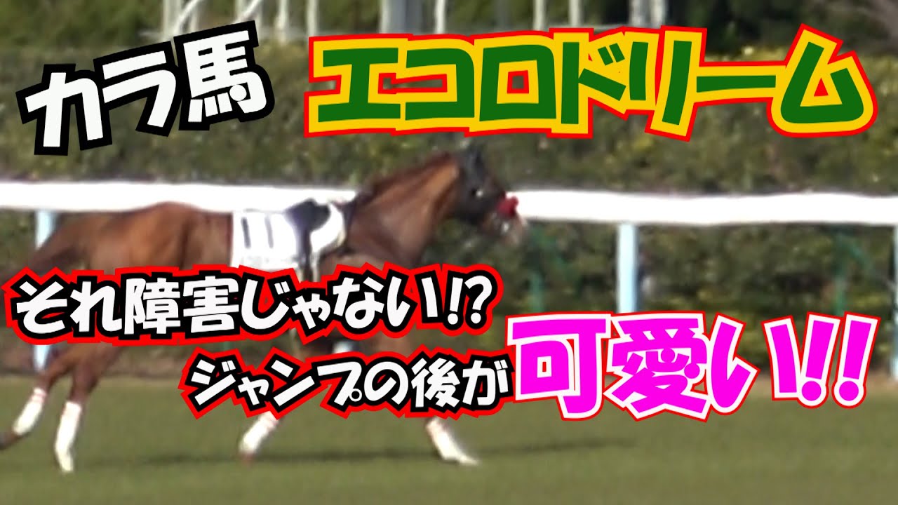 2022 それ障害じゃない!! カラ馬 エコロドリーム 現地映像