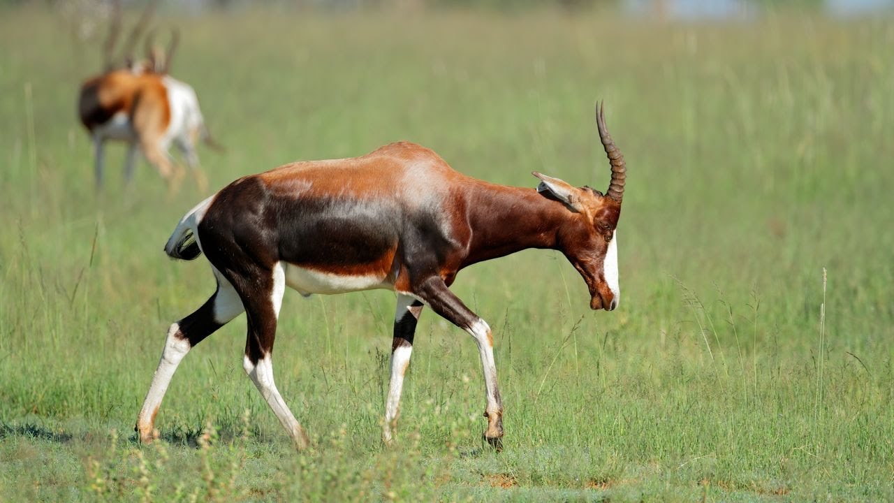Aprende todo sobre el antílope bontebok. 4K