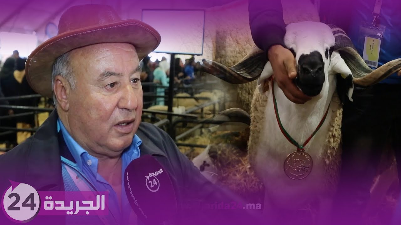 أكبر كبش بالمغرب يبلغ ثمنه 7 ملايين