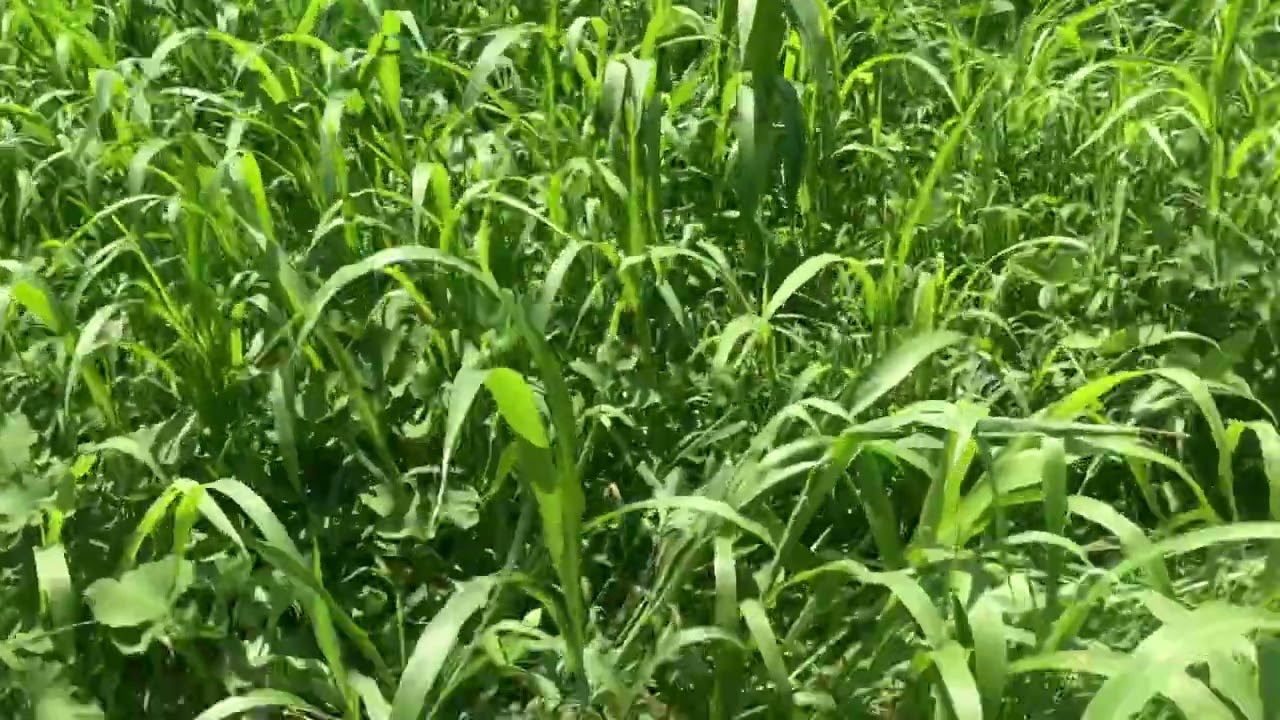 Grazing our Ray’s Crazy Mix a little sooner than planned!