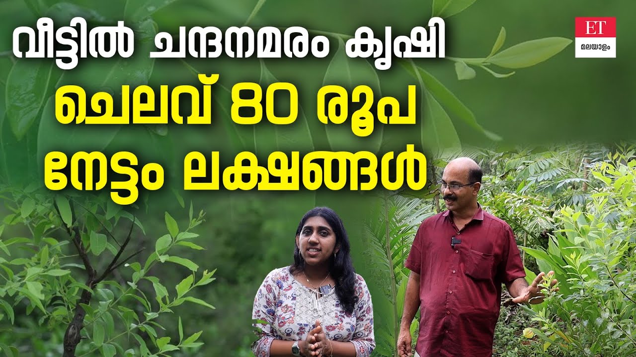 Sandalwood Farming: ചന്ദനമരം ഒരു പെൻഷൻ സ്‌കീം ആണ്!