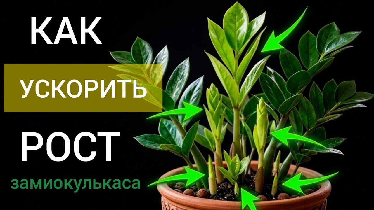 ОДИН лист в ГОД - НОРМА или ПРОБЛЕМА для замиокулькаса?