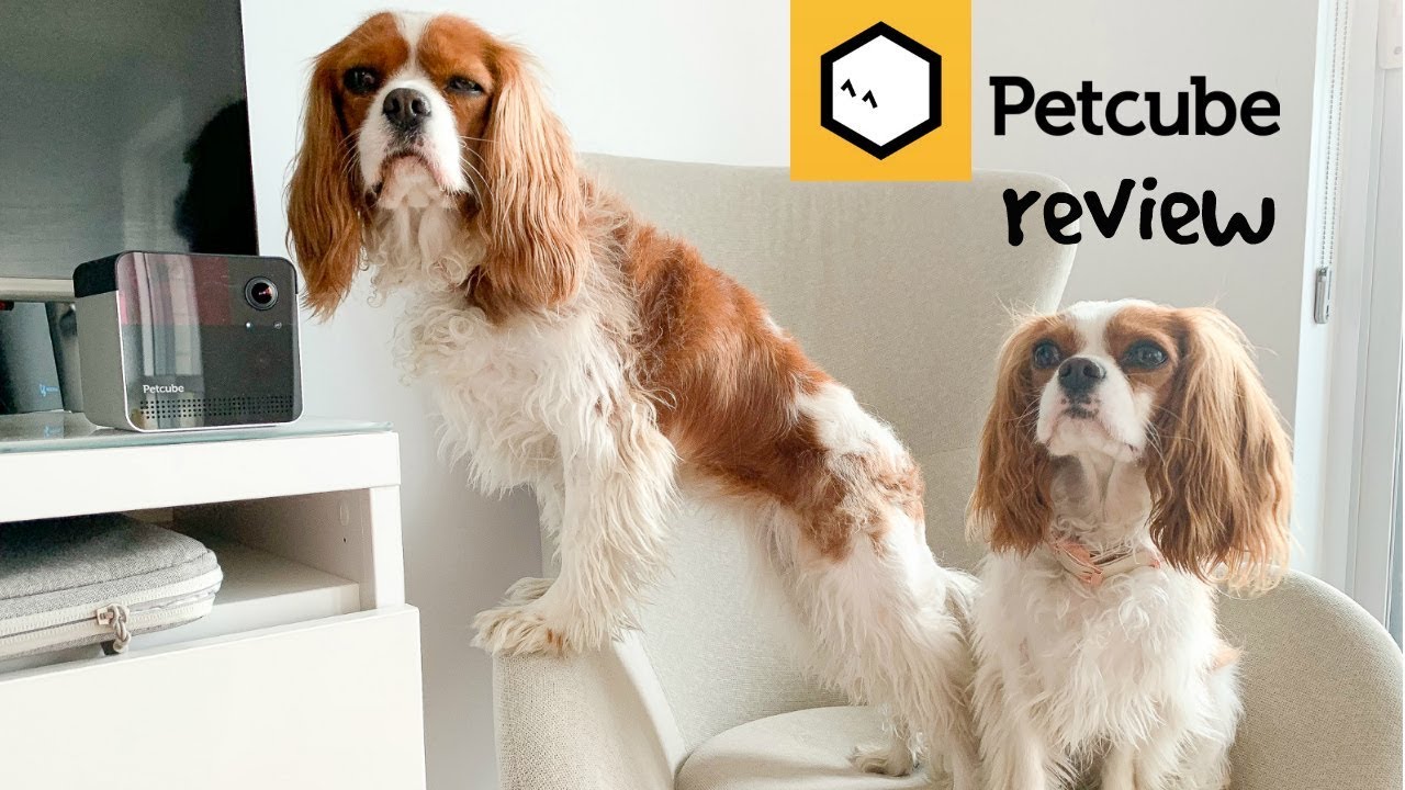 PETCUBE PLAY 2 REVIEW | Smart HD pet camera with laser