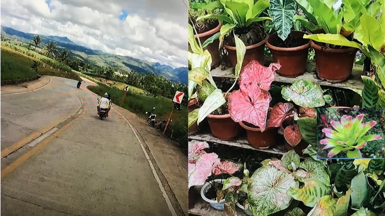 UPLAND ADVENTURE | UPLAND GARDENS | TAYASAN NEGROS ORIENTAL@passionat60