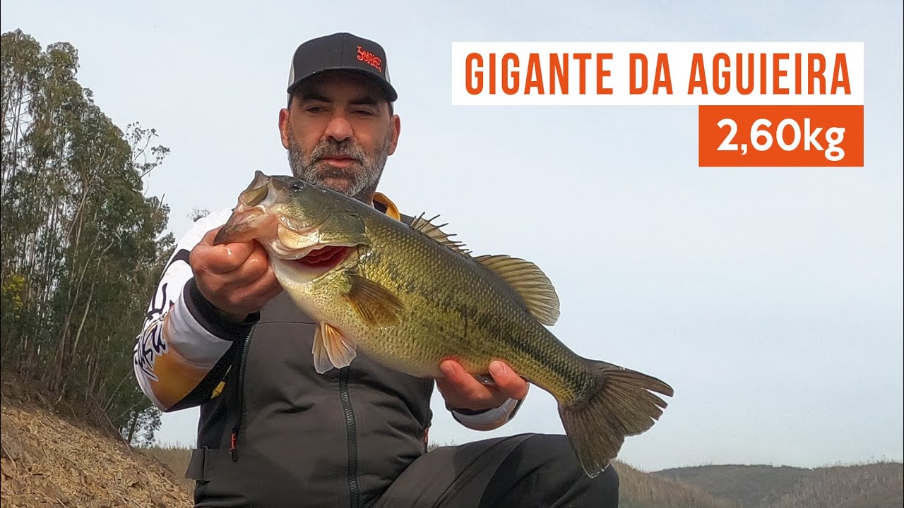 GIGANTE DA AGUIEIRA 2,60kg 🔝🔥