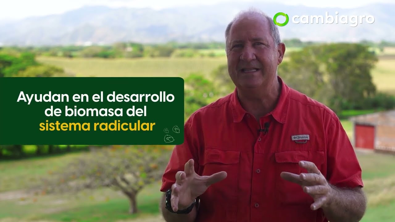 𝐀́𝐜𝐢𝐝𝐨𝐬 𝐡𝐮́𝐦𝐢𝐜𝐨𝐬 𝐲 𝐟𝐮́𝐥𝐯𝐢𝐜𝐨𝐬 para el maíz: así se mejora el suelo 🌱