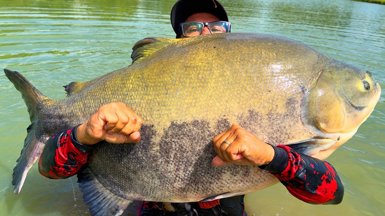 A MONSTRA FOI FEITA! 36KG, 34KG, 32KG, 30KG E MUITO MAIS NO PESQUEIRO DO MARCO