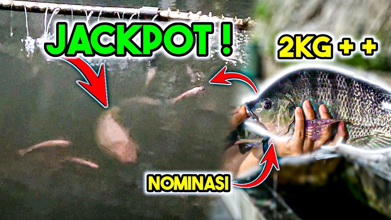 Air Bening Jackpotnya Kelihatan! Galatama Nila Se Ekor Nyaris 3kg!?