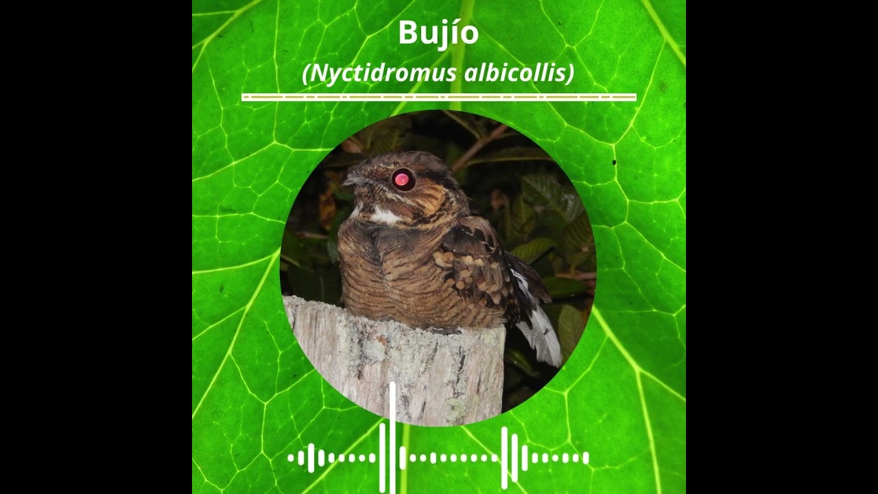 Nyctidromus albicollis #aves #birds #fauna #animals #wildlife