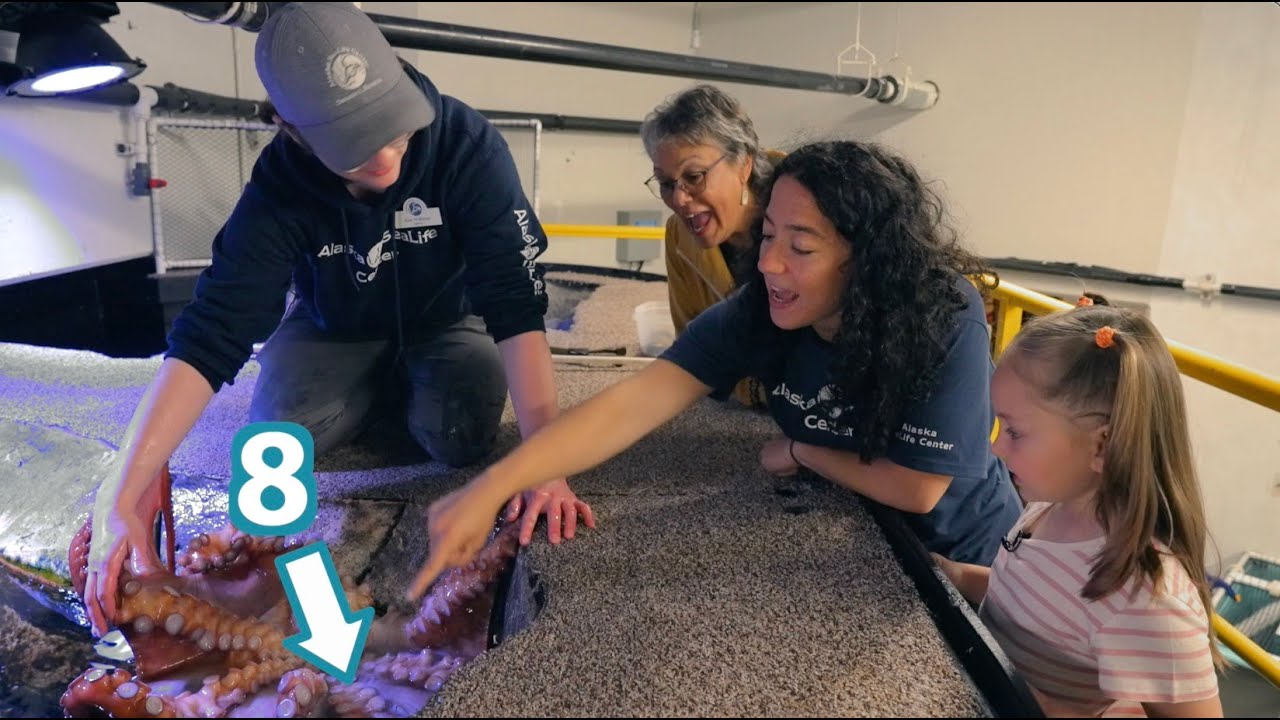Meet the Sticky Giant Pacific Octopus