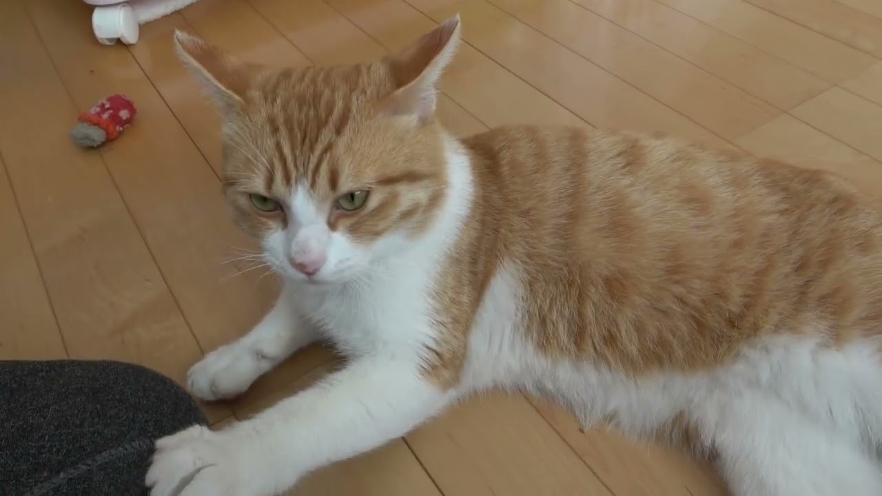 おしゃべり猫茶坊　吸われてしまった【ご乱心】