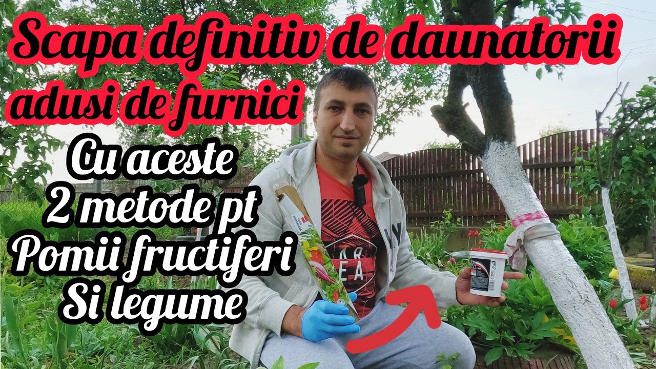 Scapa definitiv de daunatorii adusi de furnici pe legume si pomii fructiferi