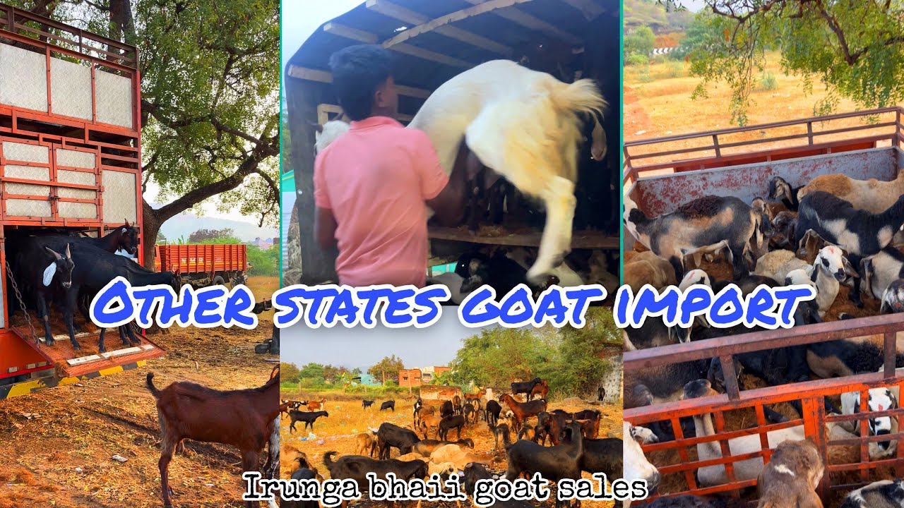 Other states goats sales in madurai #irungabhaiigoatsales #otherstaesgoatsales #goatfarming #goat
