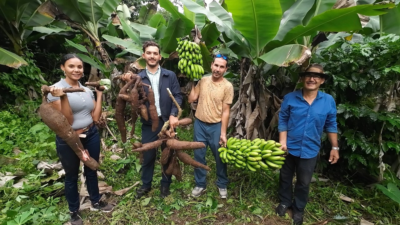 Sacamos YUCA DE CUATRO AÑOS del VIEJO LOLO