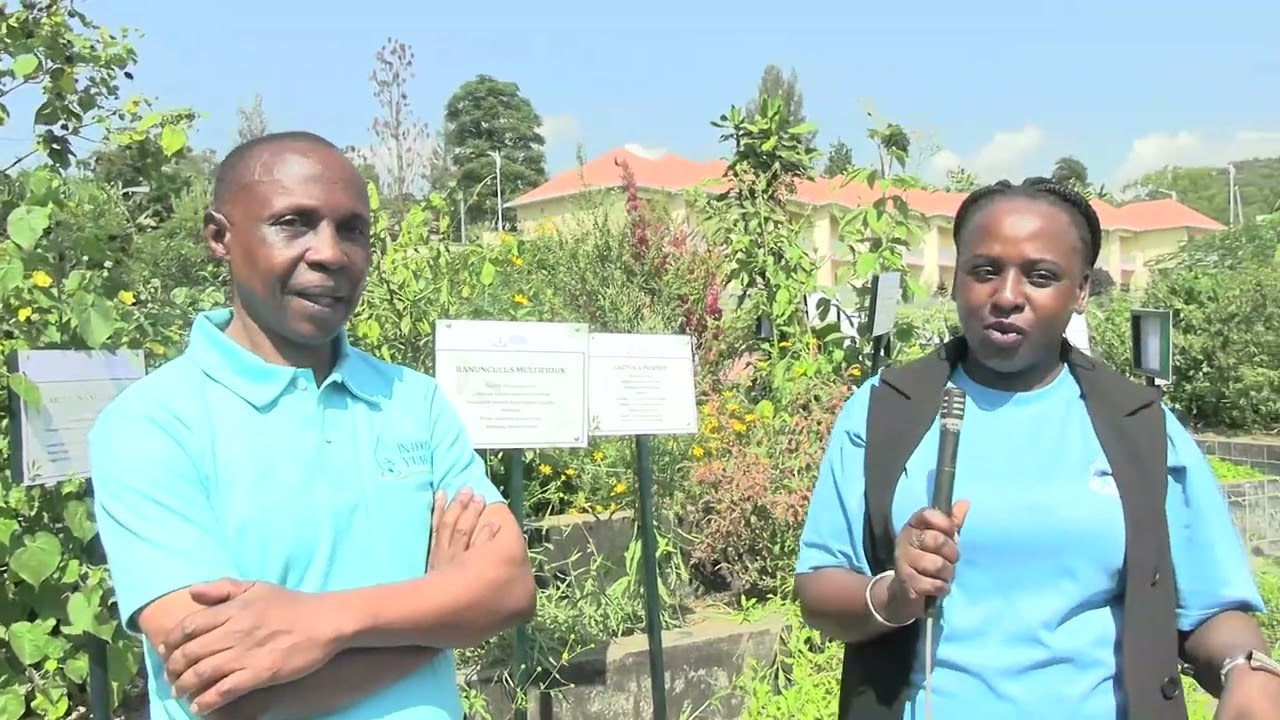 Indangagaciro y' Ubuzima n' Akamaro   k' Ibimera mu buzima bwa muntu.
