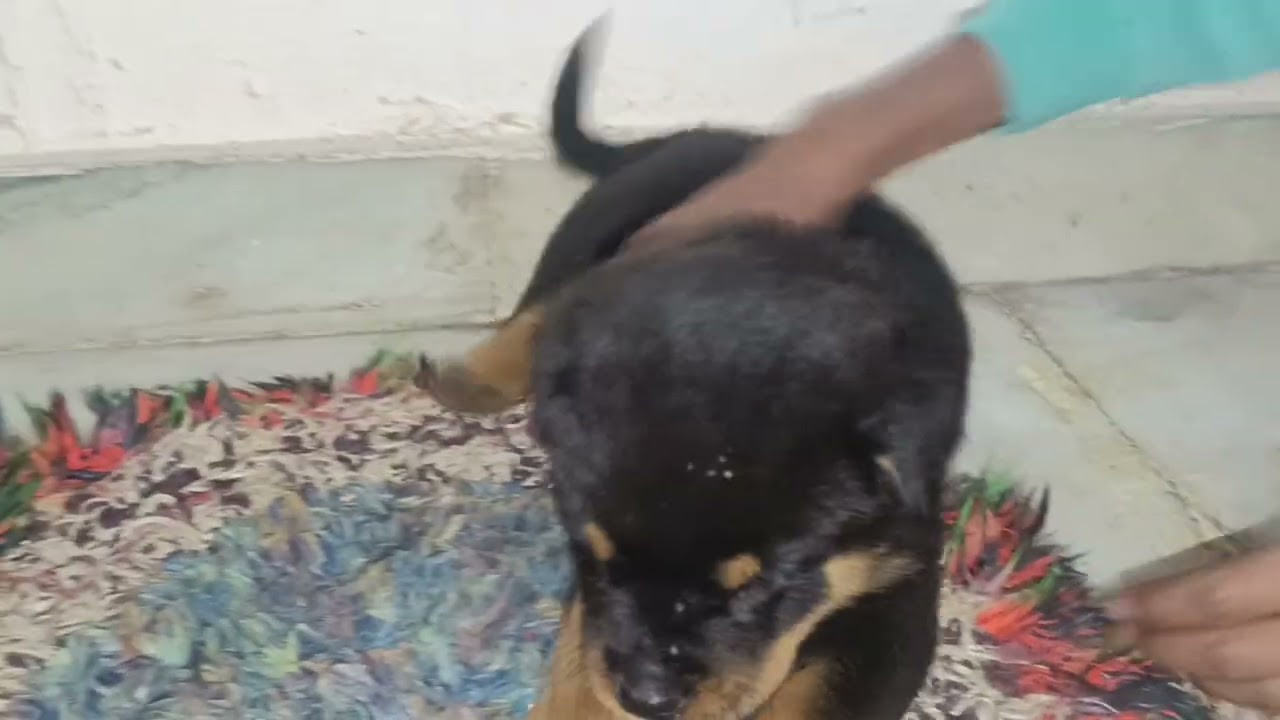 Petrol aur Rottweiler mein Hui bhayankar ki ladai #trending #viralvideo #vlogs #now #trending video 