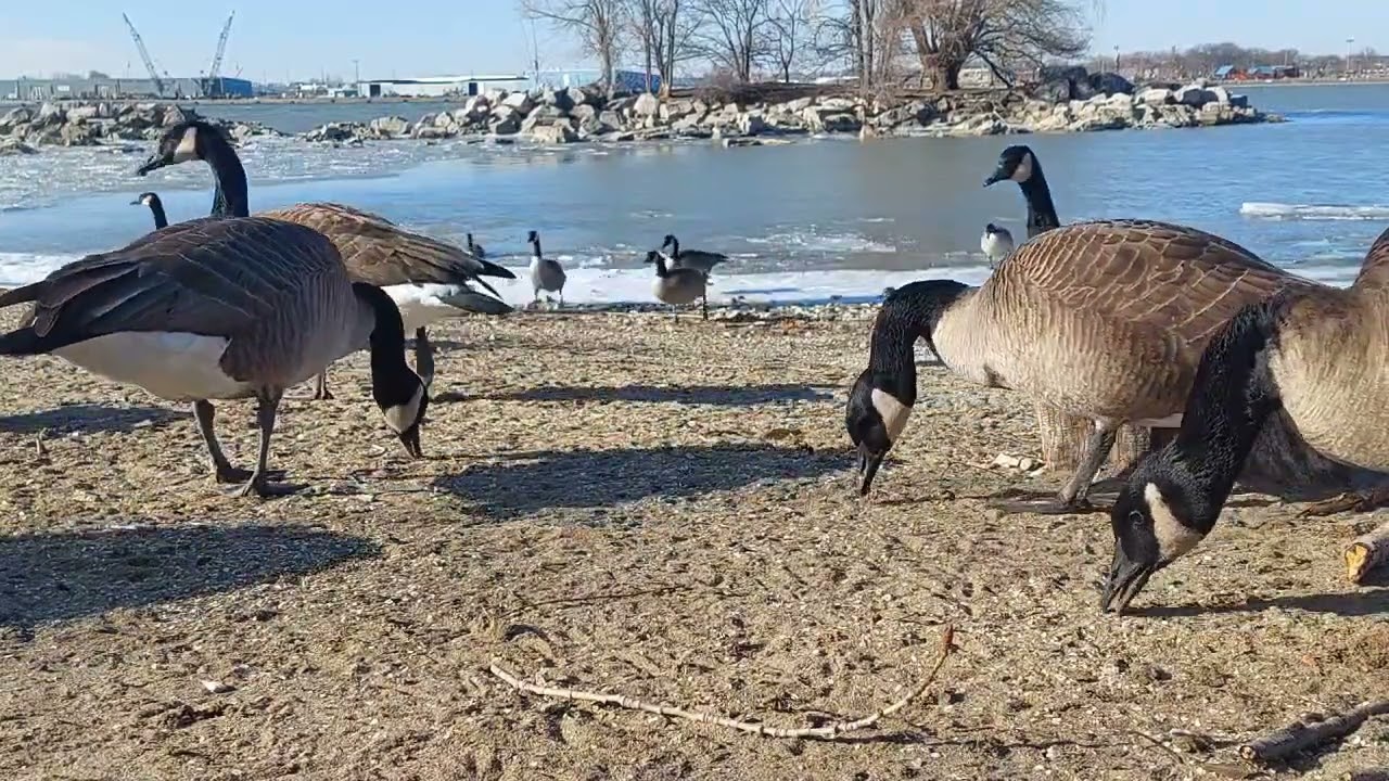 Geese from last weekend #speckle at 4:17 mins or so #canadageese #cobrachickens #goose #ducks 