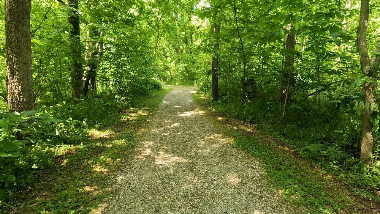Through the Vibrant Green Forest to Boat Launch B at Powhatan State Park