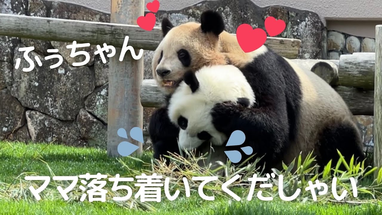 ママの愛が溢れすぎて..娘タジタジw今日はママが甘えん坊❤パンダの親子 良浜＆楓浜🐼