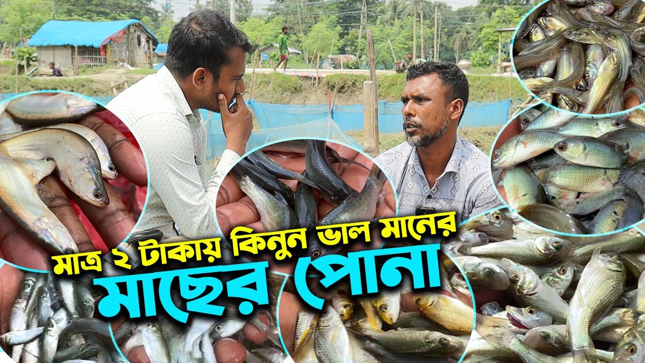 মাত্র ২ টাকায় মাছের পোনা কিনুন যশোরের চাঁচড়া বাজার থেকে | উদ্যোক্তার খোঁজে