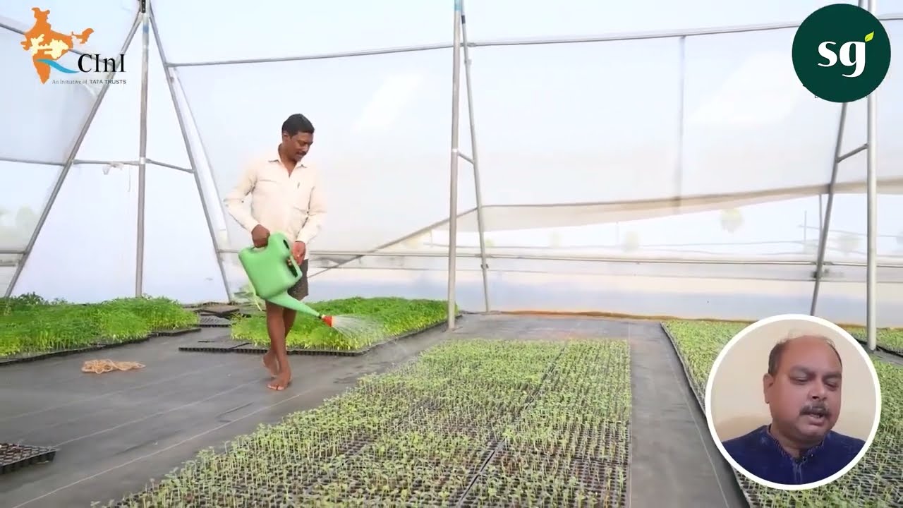 Polyhouse Nursery Seedlings Watering | पॉलीहाउस नर्सरी पौधों को पानी देना | हिंदी में