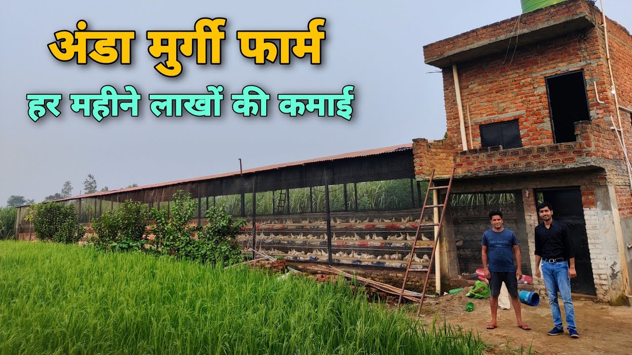 New Layer Poultry farm of a Farmer